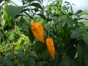 Products: Fatalli - Fire Dragon Chillies