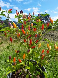 Products: Bolivian Rainbow - Fire Dragon Chillies