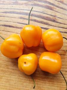 Products: Manzano - Fire Dragon Chillies