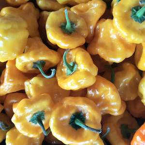 Products: Jamaican Yellow Mushroom - Fire Dragon Chillies