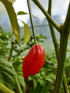 Products: Aji Norteno - Fire Dragon Chillies