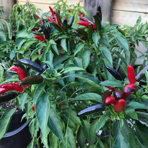 Products: Peri-Peri Chilli Seeds - Fire Dragon Chillies