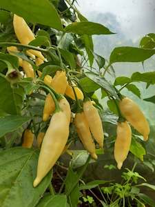 Products: Aji Limo aka Lemon Drop - Fire Dragon Chillies