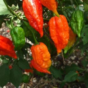 Products: Bangladesh Naga Chilli Seeds - Fire Dragon Chillies