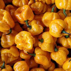 Products: Yellow 7 Pot Fresh Chillies - Fire Dragon Chillies