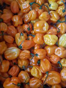 1kg Scotch Bonnet Big Sun SOLD OUT - Fire Dragon Chillies