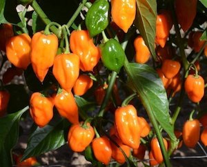 Products: Orange Habanero - Fire Dragon Chillies