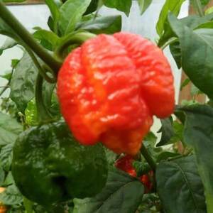 Products: Trinidad Scorpion Moruga Chilli - Fire Dragon Chillies