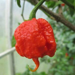 Products: Carolina Reaper Chilli Seeds - Fire Dragon Chillies