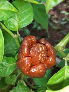 Products: Choc Moruga - Fire Dragon Chillies
