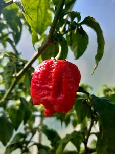 Products: 7 Pot Brainstrain - Fire Dragon Chillies