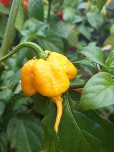Products: Yellow Reaper - Fire Dragon Chillies
