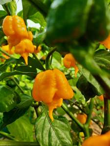 Products: Yellow 7 Pot Primo - Fire Dragon Chillies