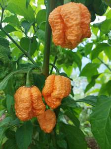 Products: Big Peach Mama - Fire Dragon Chillies