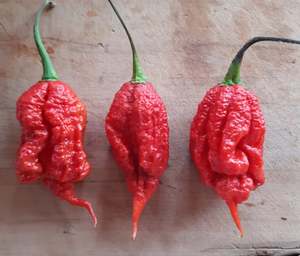 Products: Primotalii - Fire Dragon Chillies