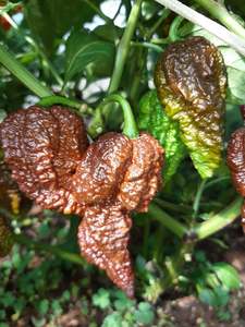 Products: Big Black Mama - Fire Dragon Chillies