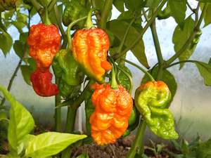 Products: Big Red Mama - Fire Dragon Chillies
