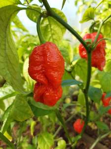 Products: Fatalii Jigsaw - Fire Dragon Chillies