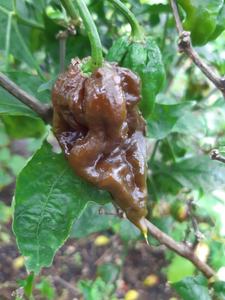 Products: Chocolate Bhutlah - Fire Dragon Chillies