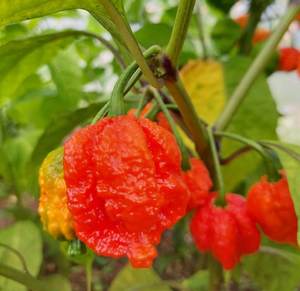 Products: Hurt Berry - Fire Dragon Chillies
