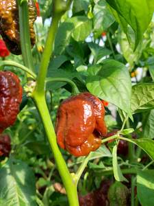 Products: Trinidad Douglah - Fire Dragon Chillies