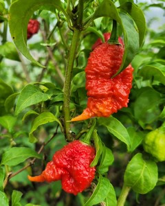 Products: 7 Pot Primo Chilli Seeds - Fire Dragon Chillies
