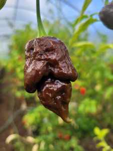 Products: Choc Butch T Scorpion - Fire Dragon Chillies