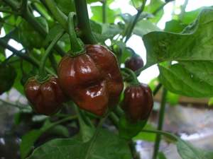 Products: Congo Black Habaneros - Fire Dragon Chillies