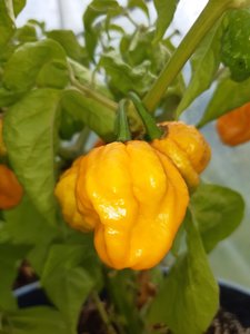 Products: Yellow Scotch Brain - Fire Dragon Chillies