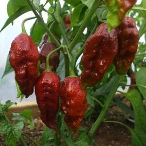 Products: Choc Bhut Jolokia Seeds - Fire Dragon Chillies