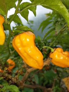 Products: Orange Naga - Fire Dragon Chillies
