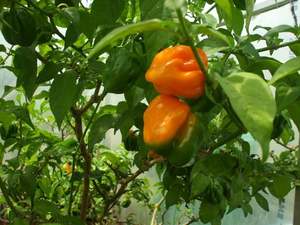 Products: Scotch Bonnet Big Sun - Fire Dragon Chillies