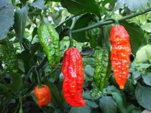 Products: Red Bhut Jolokia - Fire Dragon Chillies
