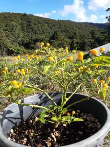 Products: Chilli Seeds Aji Charapita SOLD OUT - Fire Dragon Chillies