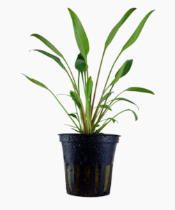 Pet Supplies: Cryptocoryne Willisi