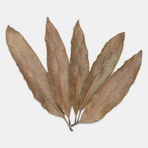 All Aquarium Plants: Mango Leaves