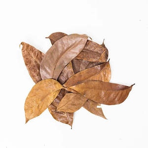 All Aquarium Plants: Mahogany Leaves