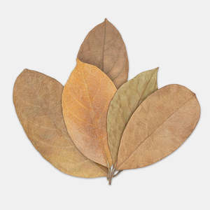 All Aquarium Plants: Jackfruit Leaves