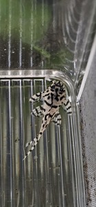 Discounted Items: Hypancistrus Seideli