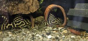 Discounted Items: King Tiger Pleco (L333)