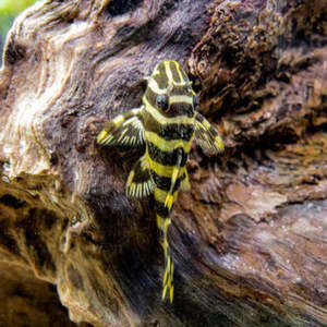 Discounted Items: Leopard Frog Pleco (L134)