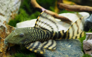 Discounted Items: Iquitos Tiger Pleco (L226)