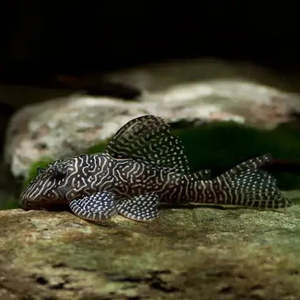 Discounted Items: Queen Arabesque Pleco (L260)