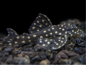 Discounted Items: Snowball Pleco (L201)