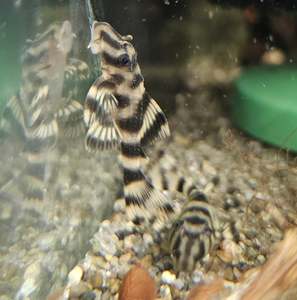 Discounted Items: Big Band Tiger Pleco (L140)