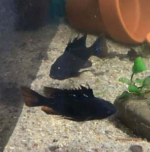 Out Of Stock Fish: Black Ram (Isreali Gene)