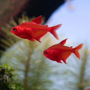 Out Of Stock Fish: Red Cherry Tetra