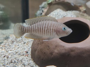 Out Of Stock Fish: Shell Dwelling Cichlid - Neolamprologus Multifasciatus