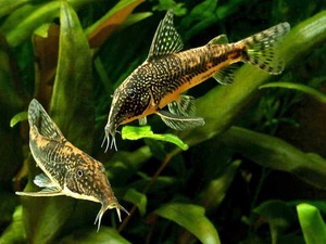 Out Of Stock Fish: Barbatus Cory