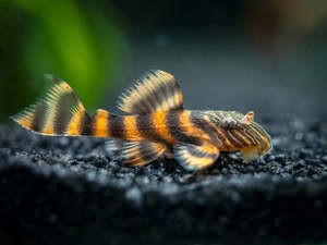 Out Of Stock Fish: Alenquer Tiger Pleco (L397)